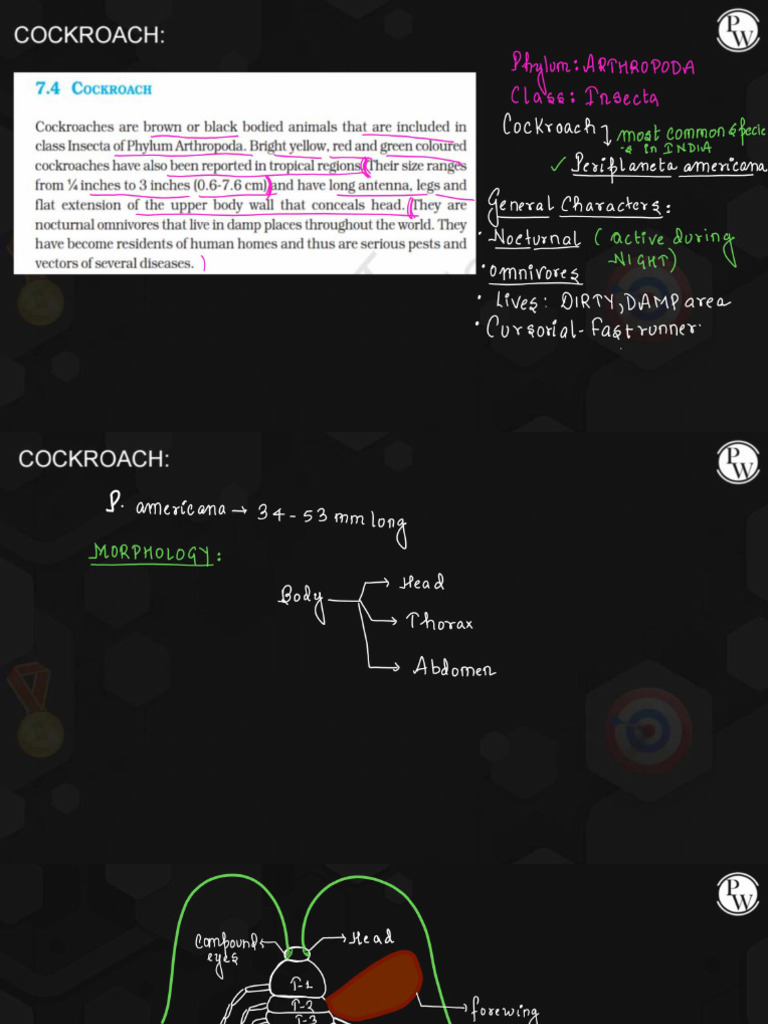 Cockroach | PDF