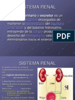 Sistema Renal