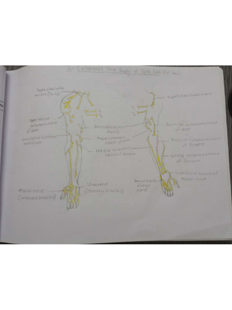 Upper Limb Gross Anatomy | PDF