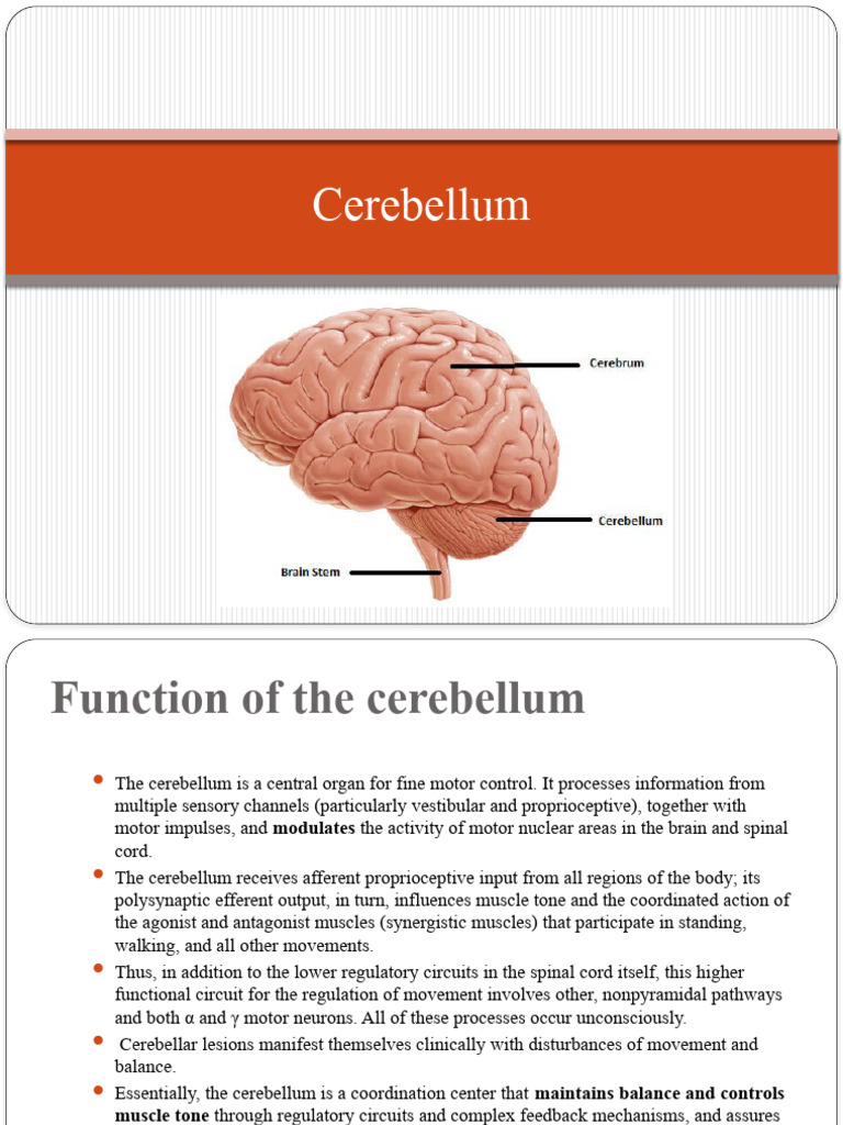 Cerebellum: Structure and Function | PDF | Cerebellum | Spinal Cord