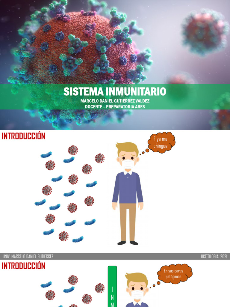 Sistema Linfoide PDF Sistema inmune Linfocitos