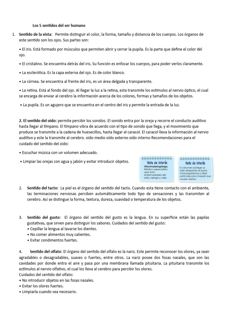 Los 5 Sentidos Del Ser Humano Descargar Gratis Pdf Digestión Pulmón