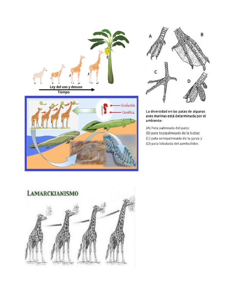Teoria de Lamarck | PDF