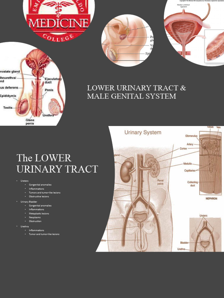 Lower Urinary Tract Male Genital System Eac | PDF | Cancer | Anatomy