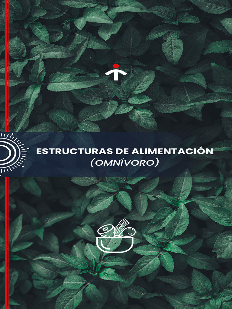 05-estructuras-de-alimentaci-n-omnivoro-pdf-ensalada-alimentos