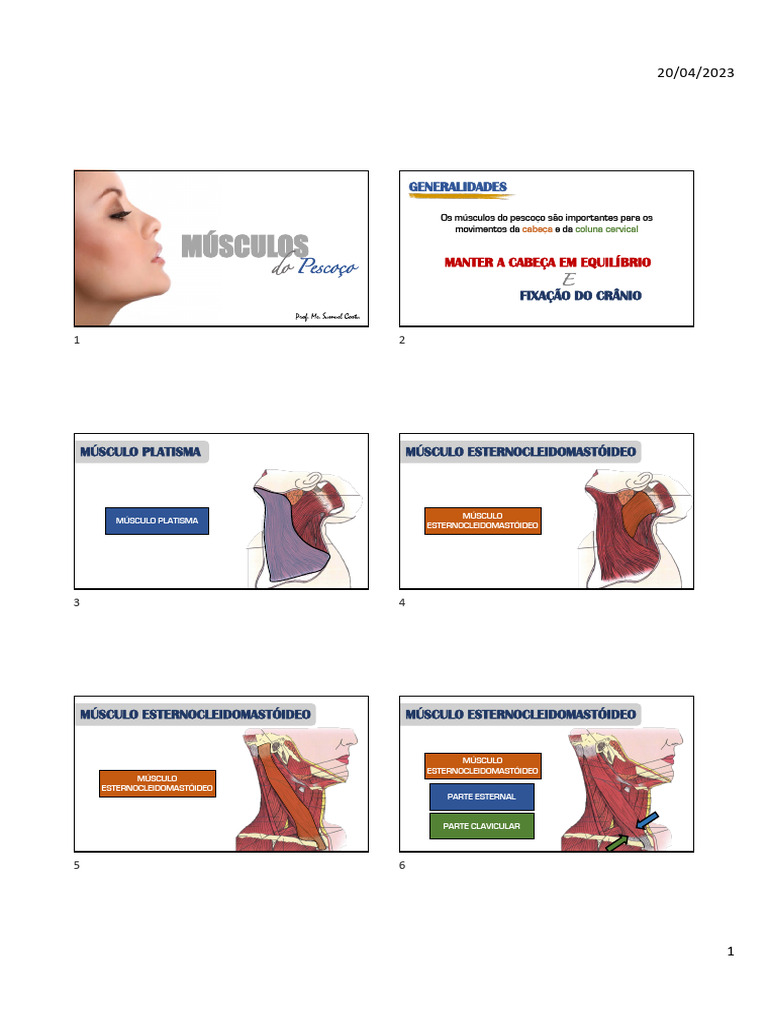 Músculos Do Pescoço Pdf Músculo Coluna Vertebral