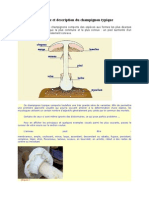Anatomie Et Description Du Champignon Typique