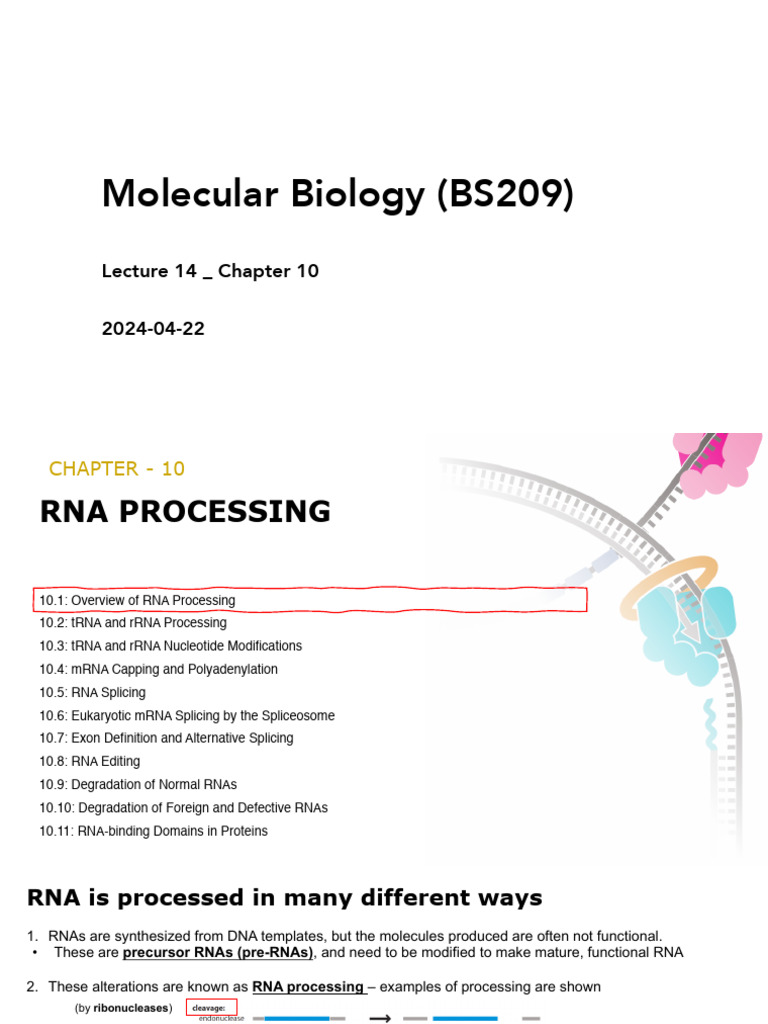 RNA Processing in Molecular Biology | PDF | Rna | Messenger Rna