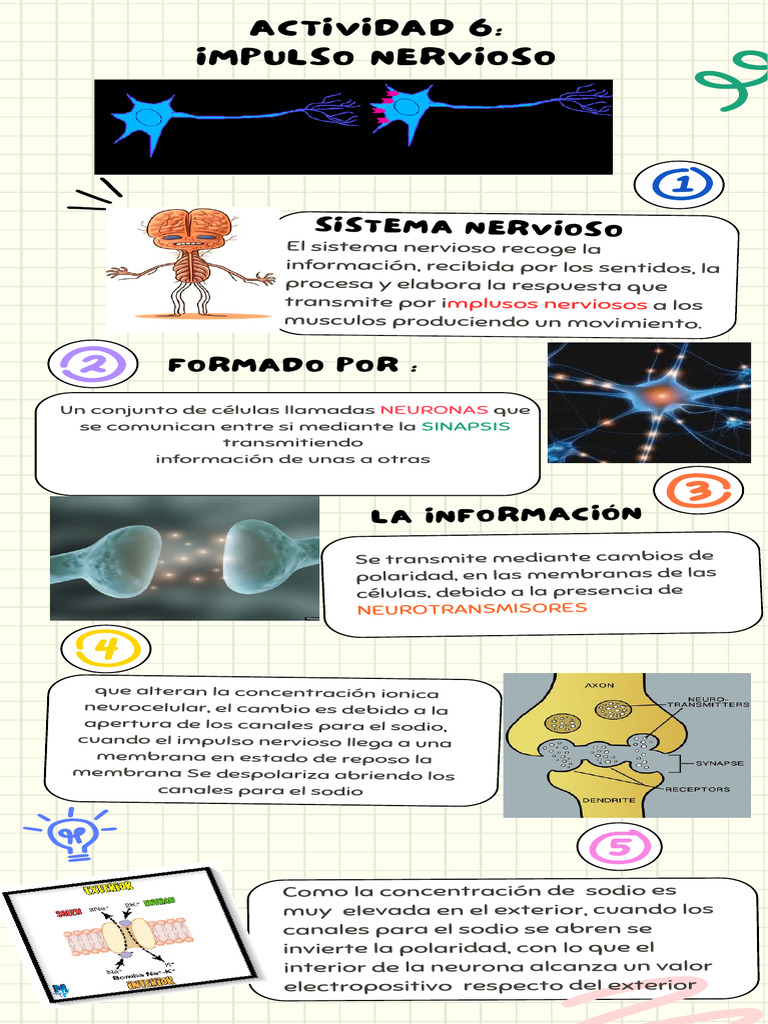 Impulso Nervioso y Sinapsis en Neuronas | PDF | Potencial de acción ...