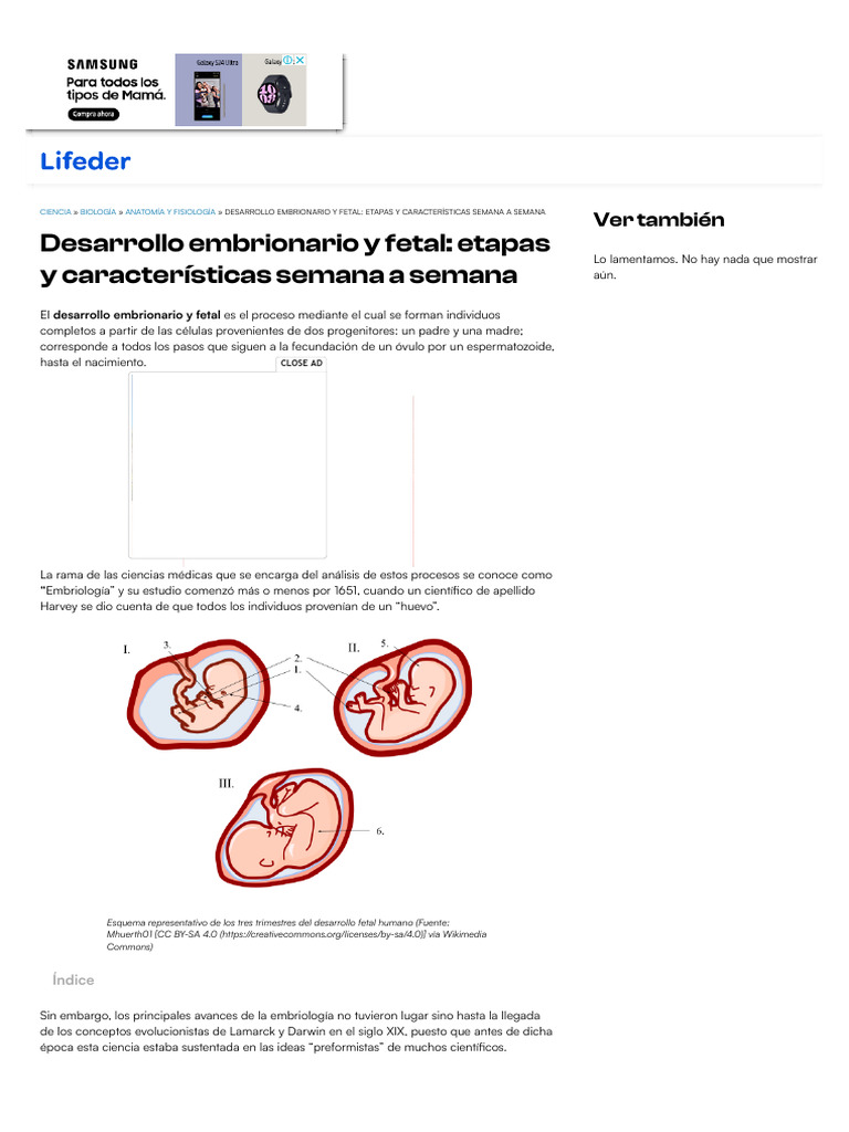 Desarrollo Embrionario y Fetal: Etapas y Caracter | PDF | Embrión ...