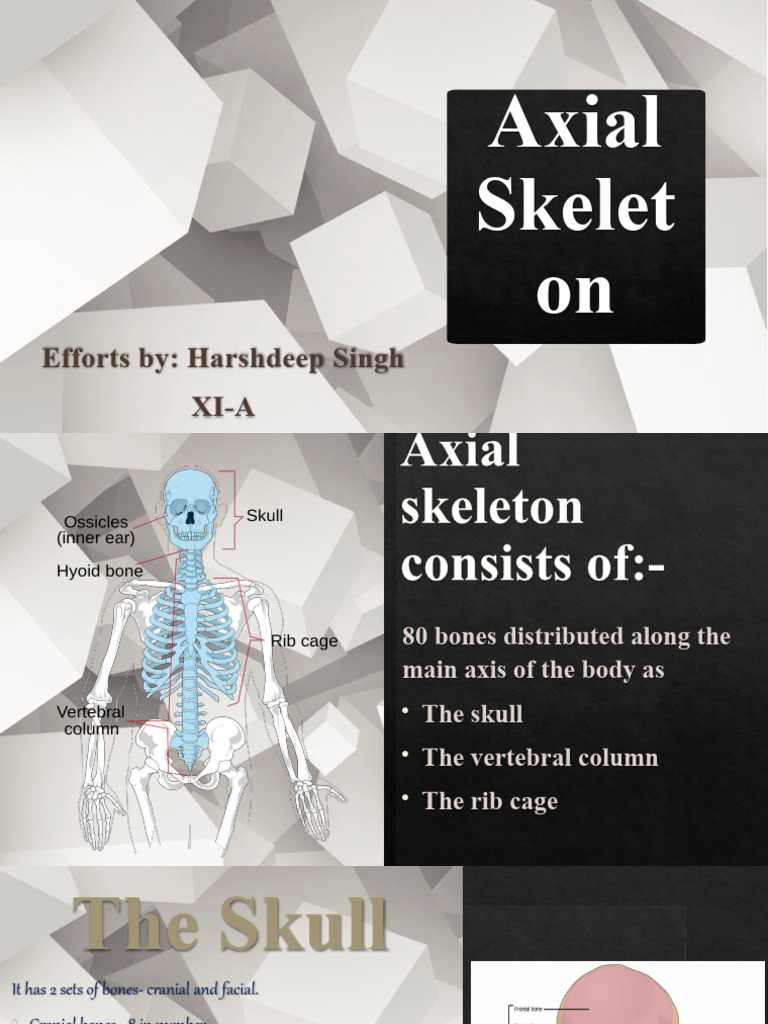 Overview of the Axial Skeleton | PDF | Foreign Language Studies | Wellness