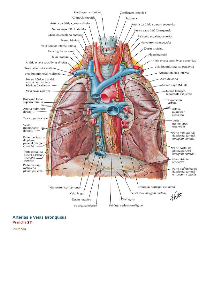 Atlas de Anatomia Humana - Netter - 7 Edição 7 | PDF