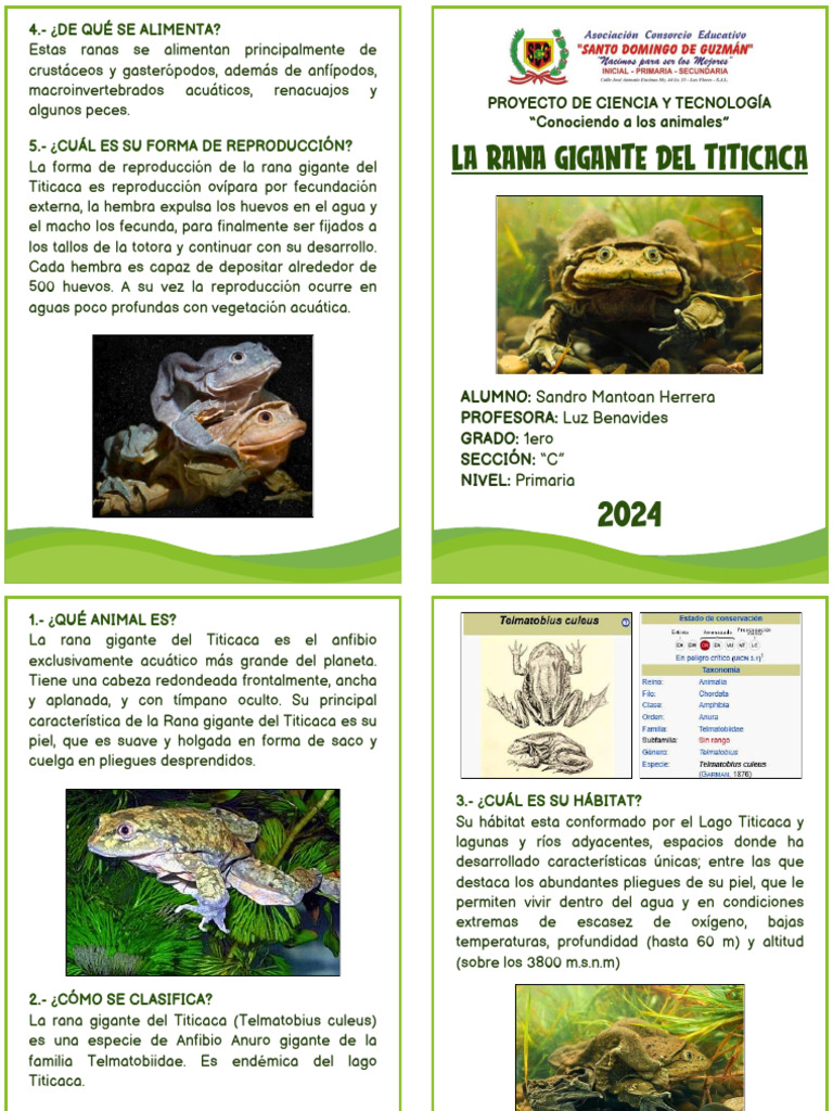 Infografía sobre la rana gigante del Titicaca | PDF | Rana | Zoología