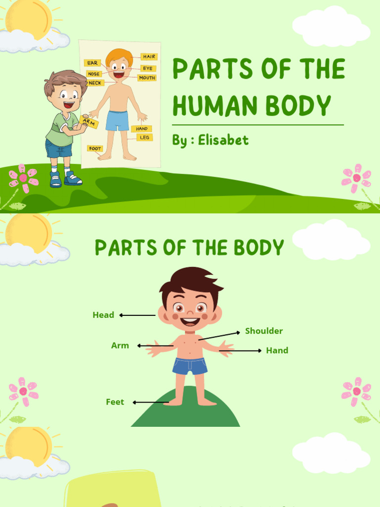 Parts of The Human Body | PDF