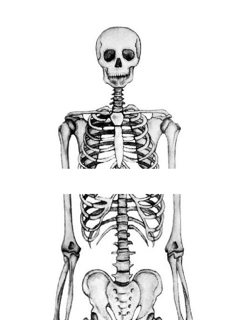 Esqueleto Pdf
