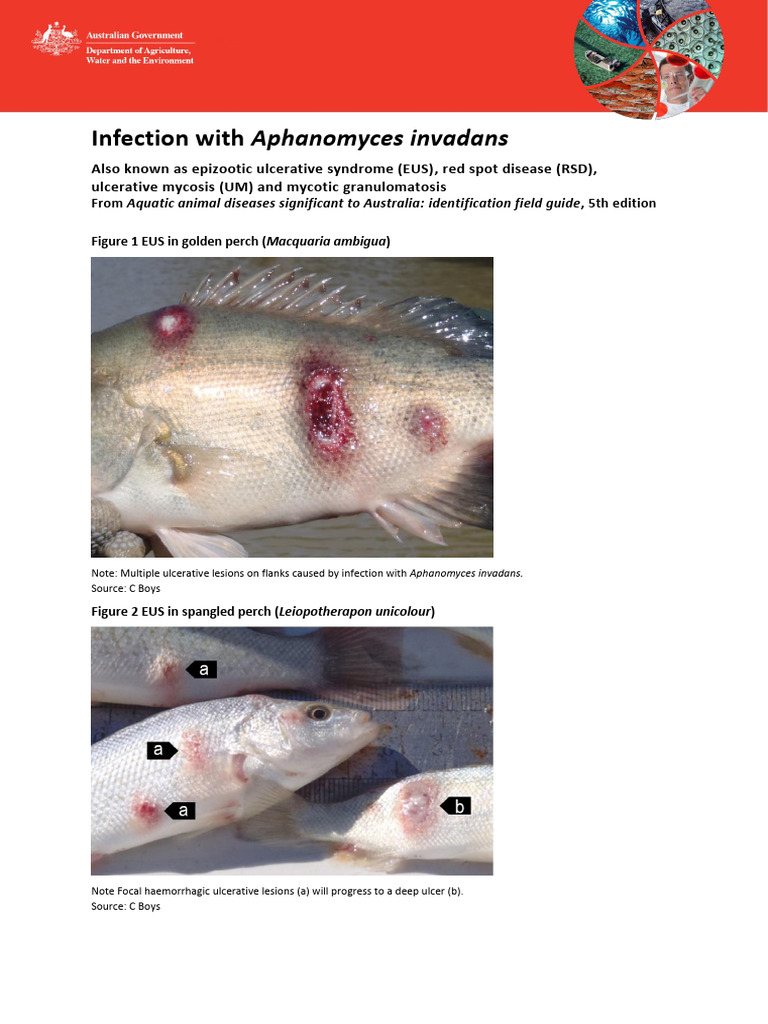 Infection Aphanomyces Invadans PDF Infection Fish