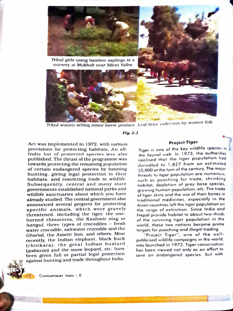 Tiger Conservation in India: Project Tiger | PDF | Tiger | Endangered ...