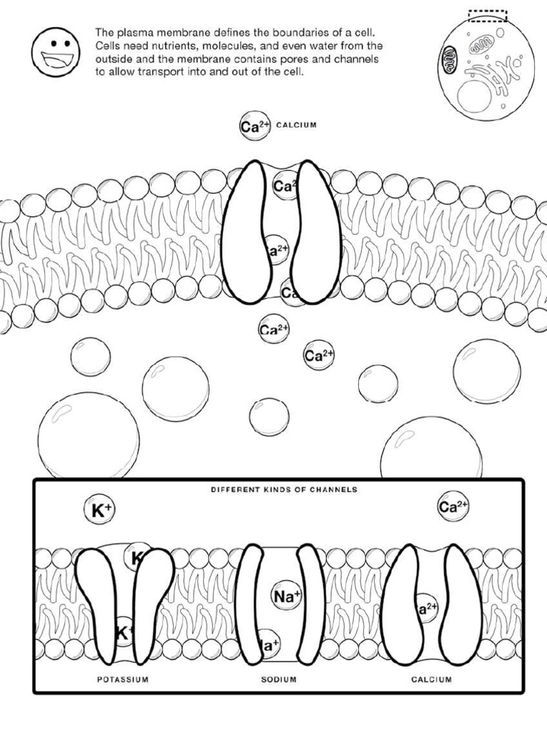 Plasma Membrane Worksheet2 PDF