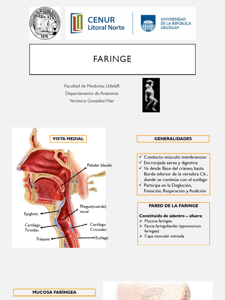Anatomía de la Faringe y sus Estructuras | PDF | Cabeza y cuello ...