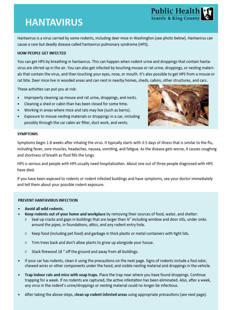 Hantavirus Info Sheet | PDF | Mouse | Rodent