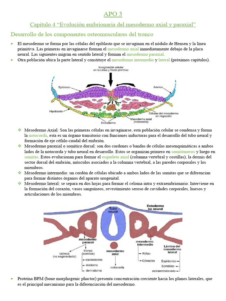 Evolución del Mesodermo Axial y Paraxial | PDF | Vértebra | Cráneo
