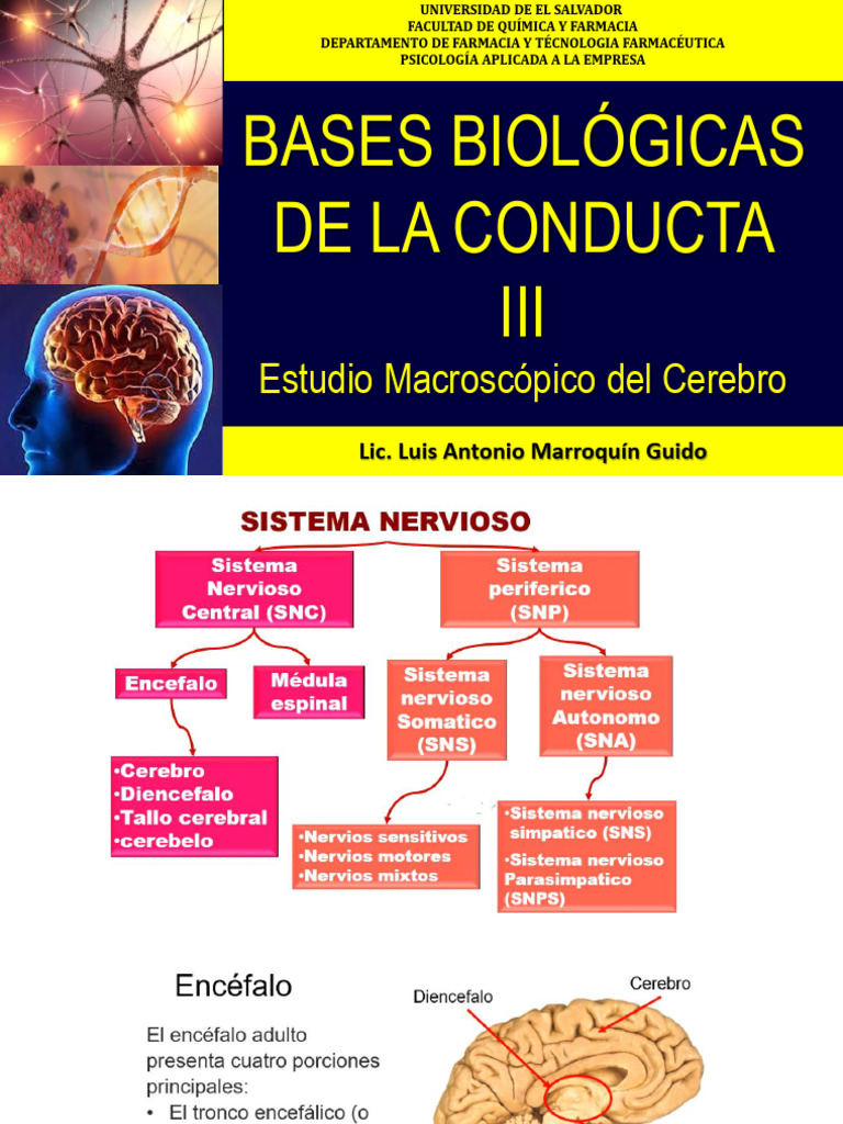 Estudio del Cerebro y Conducta Motora | PDF