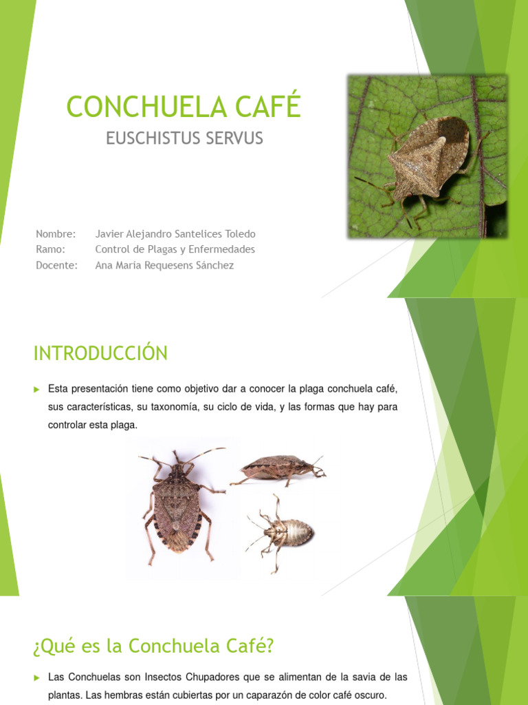 Conchuela Café | PDF | Insectos