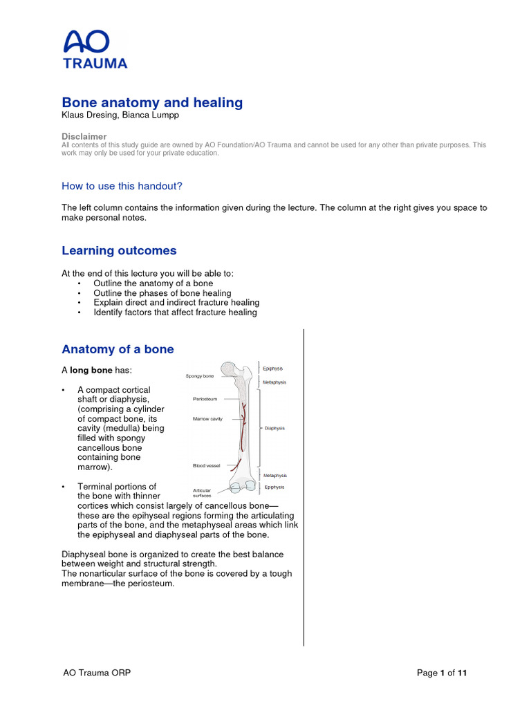 Bone Anatomy and Healing Overview | PDF | Bone | Osteoblast