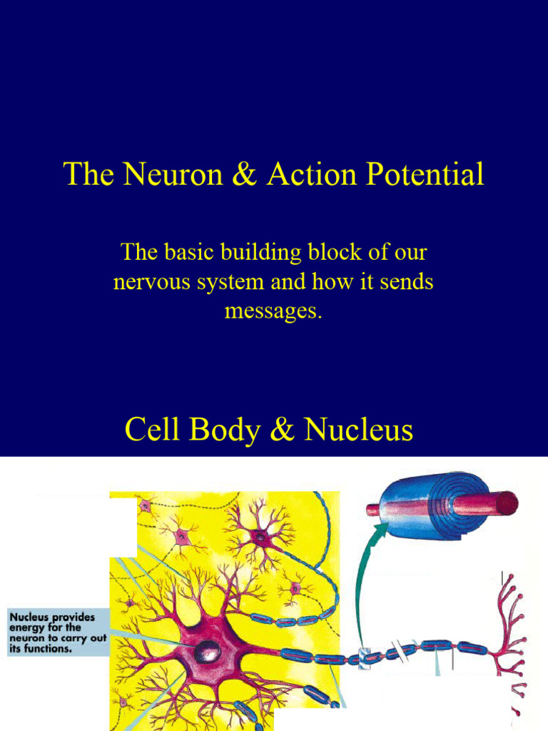 Understanding Neurons and Action Potentials | PDF | Action Potential ...