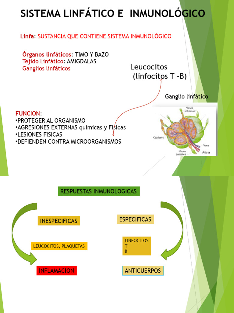 6 Sist. Linfatico Reprod. Sentidos 6 | PDF | Infección | Sistema inmune