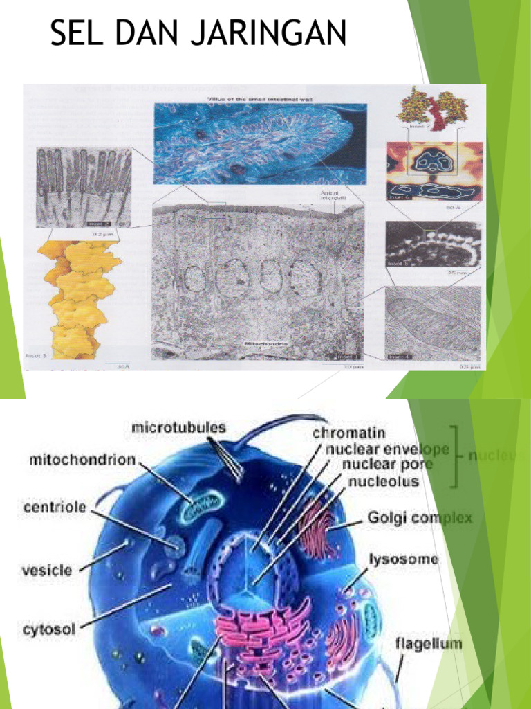 Sel | PDF | Ilmu Sosial | Sains & Matematika