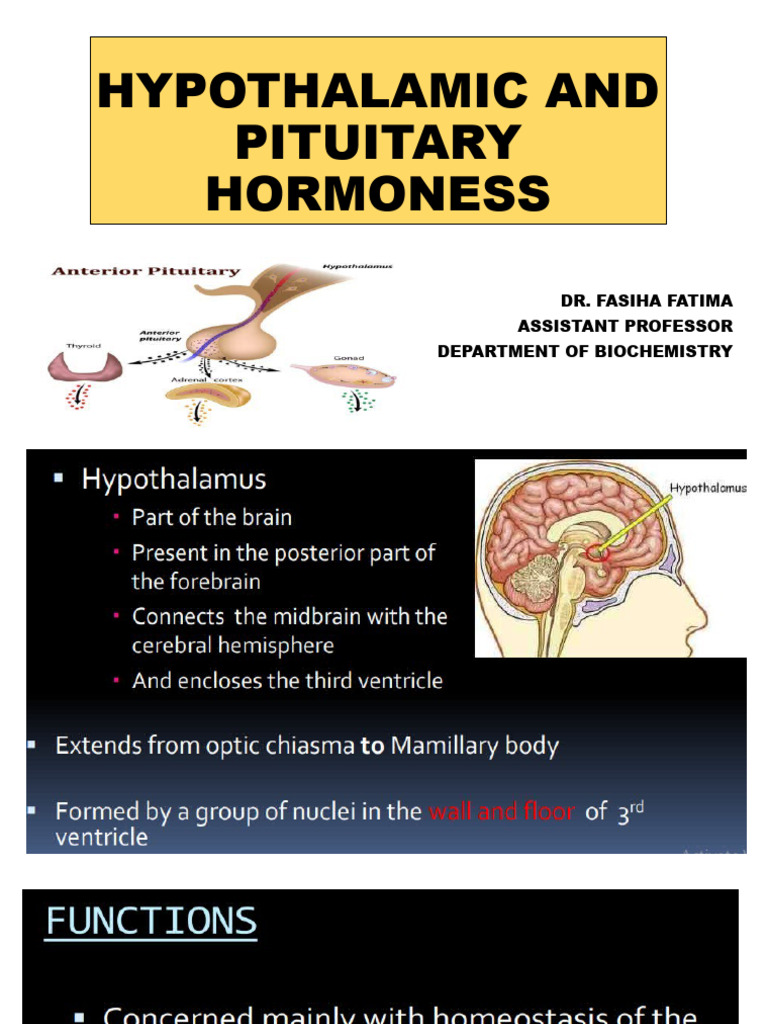 Transform Your Hormone Health Top Vitamins For Pituitary Function - kz5me7e