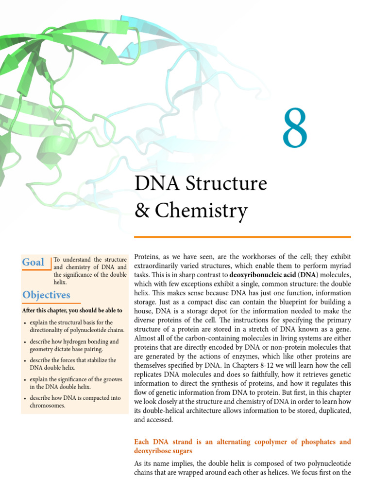 Understanding DNA Structure & Function | PDF | Dna | Base Pair