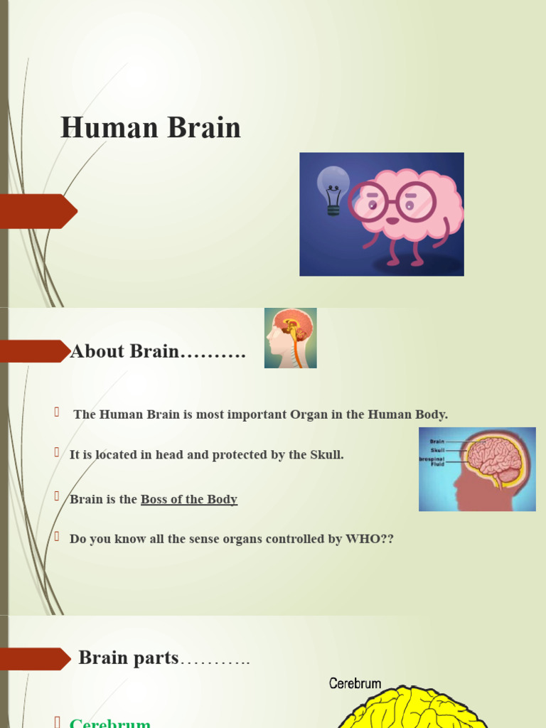 Overview of the Human Brain | PDF