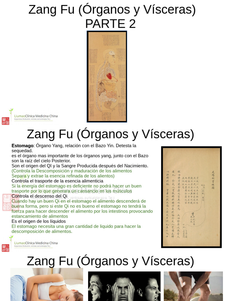 zang fu Parte 2 | PDF | Excreción | Corazón