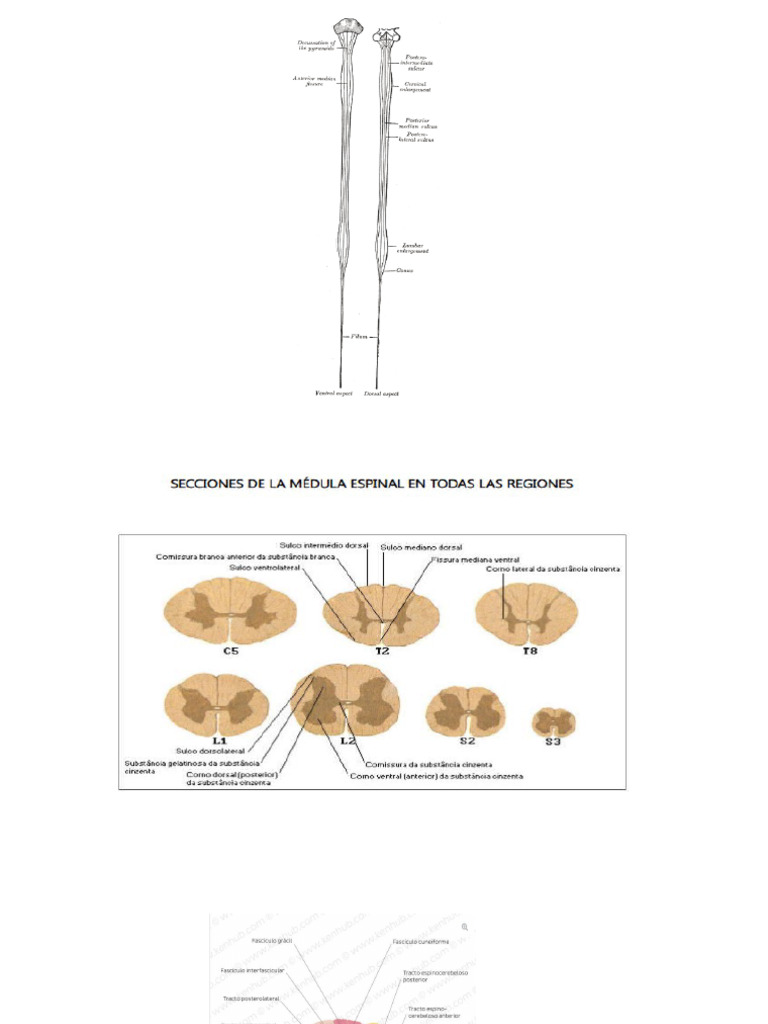 Medula Espinal Pdf