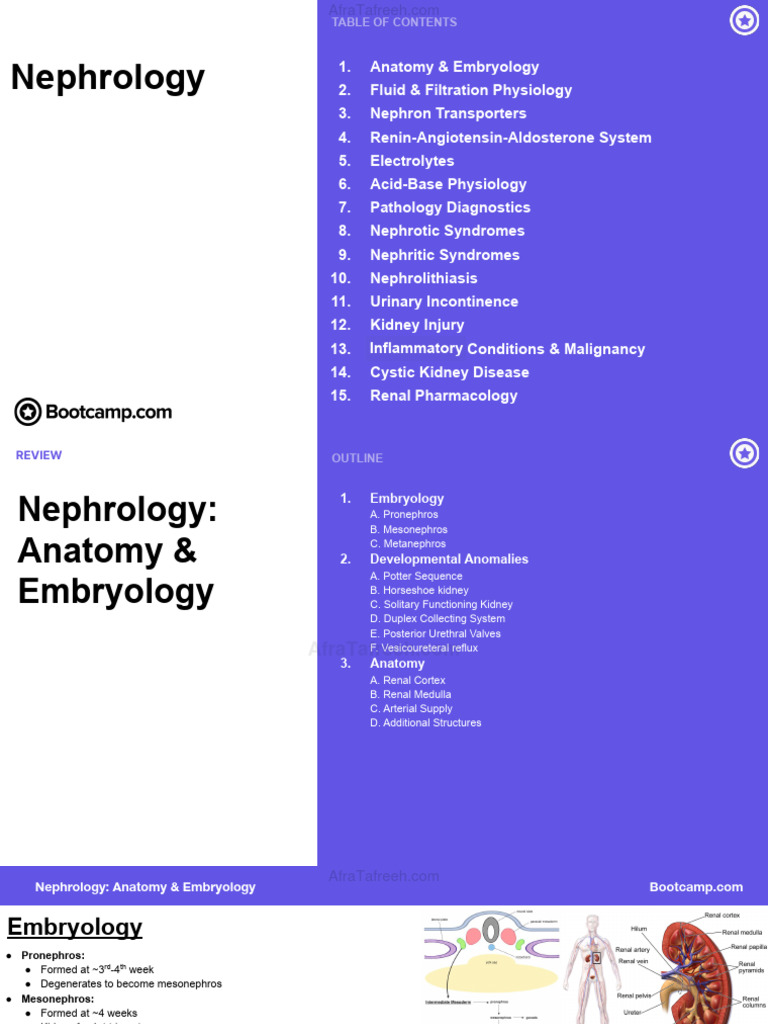 Nephrology: Anatomy & Physiology Overview | PDF | Kidney | Nephrology