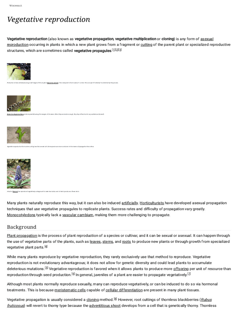 Vegetative reproduction - Wikipedia | PDF | Botany | Branches Of Botany