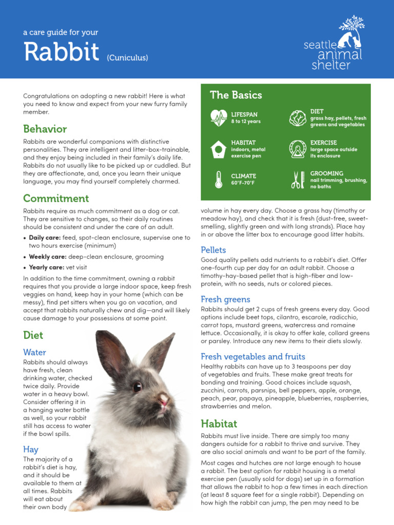 Care Sheet Rabbit | PDF | Rabbit | Cats