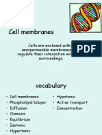 Plasma Membrane