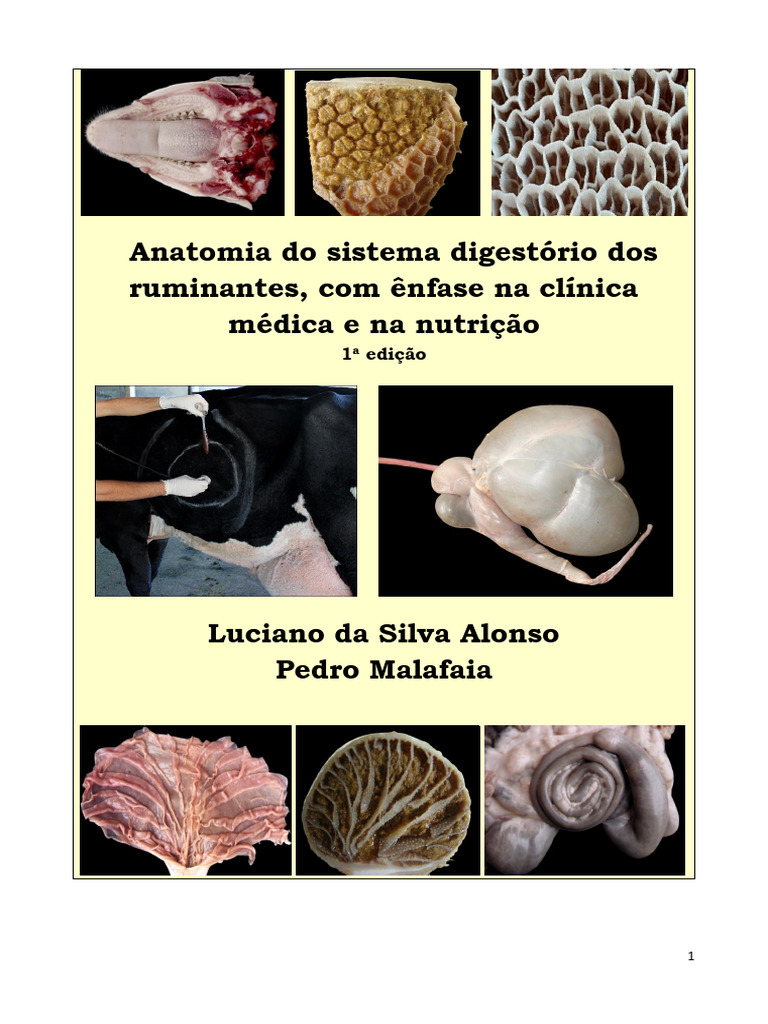 Anatomia Digestória de Ruminantes | PDF | Língua | Boca
