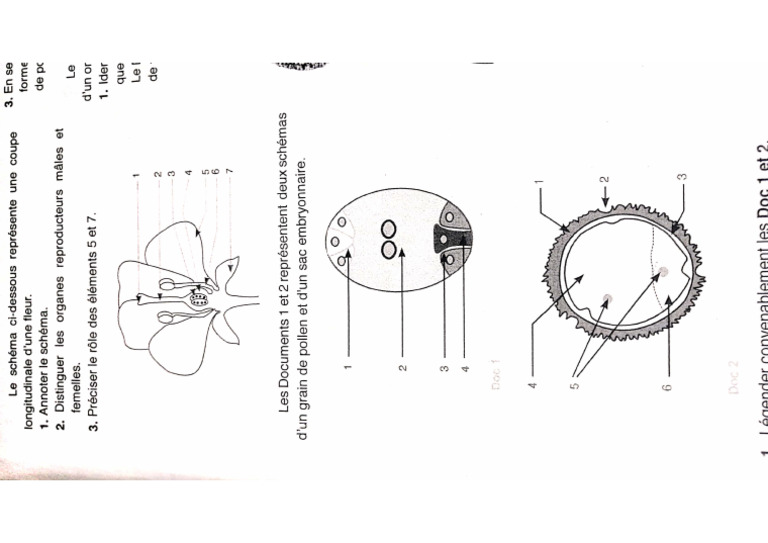 Fleur | PDF