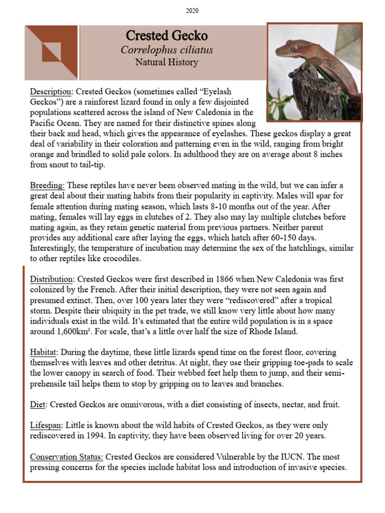 Crested Gecko Natural History PDF | PDF | Zoology