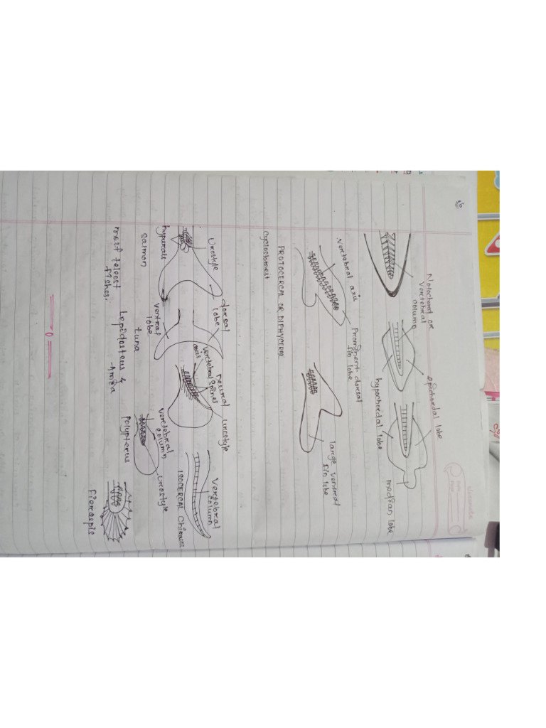 Fish Handwritten Notes Survival Chances | PDF