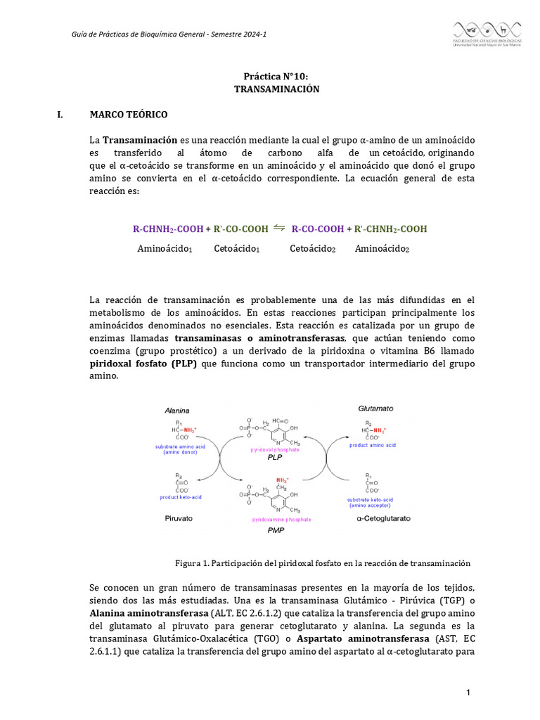 Esquema de Transaminación en Bioquímica | PDF | Transaminasa ...