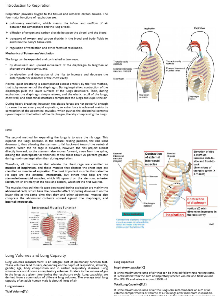 UNDERSTANDING LUNG VOLUMES AND CAPACITIES visual data 3