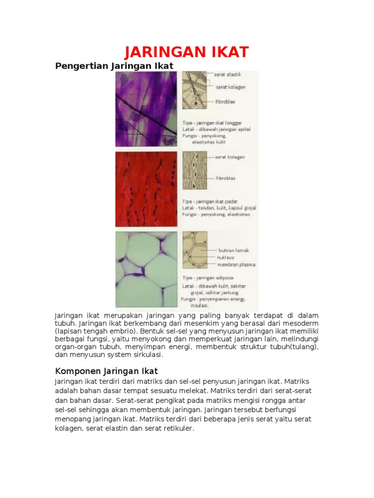Apa Saja Struktur Penyusun Jaringan Tulang Jaringan Lemak Apa Saja Struktur Penyusun Jaringan Tulang Jaringan Lemak