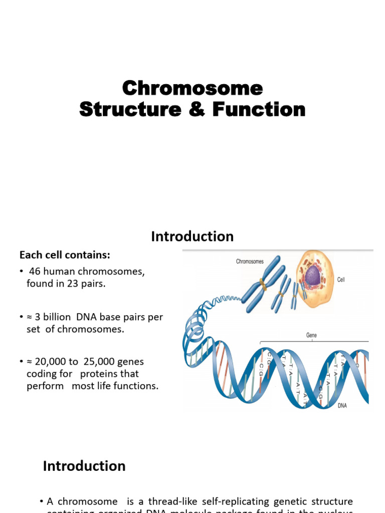 Chromosome Structure & Function | PDF | Chromosome | Histone