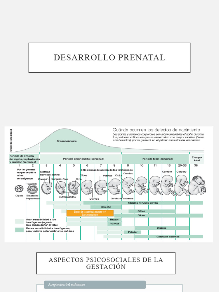 Desarrollo Prenatal | PDF | Relaciones personales, crianza y desarrollo ...
