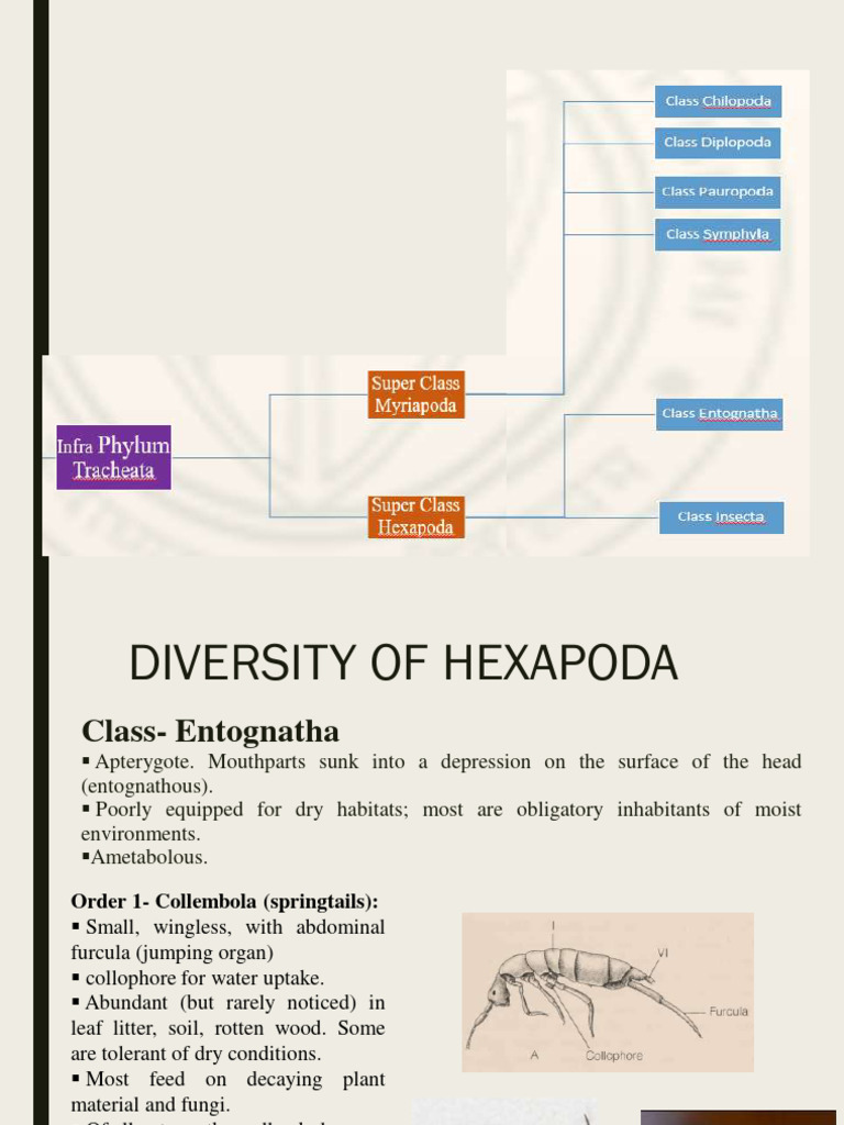 Hexapoda Diversity Overview | PDF | Arthropods | Biology